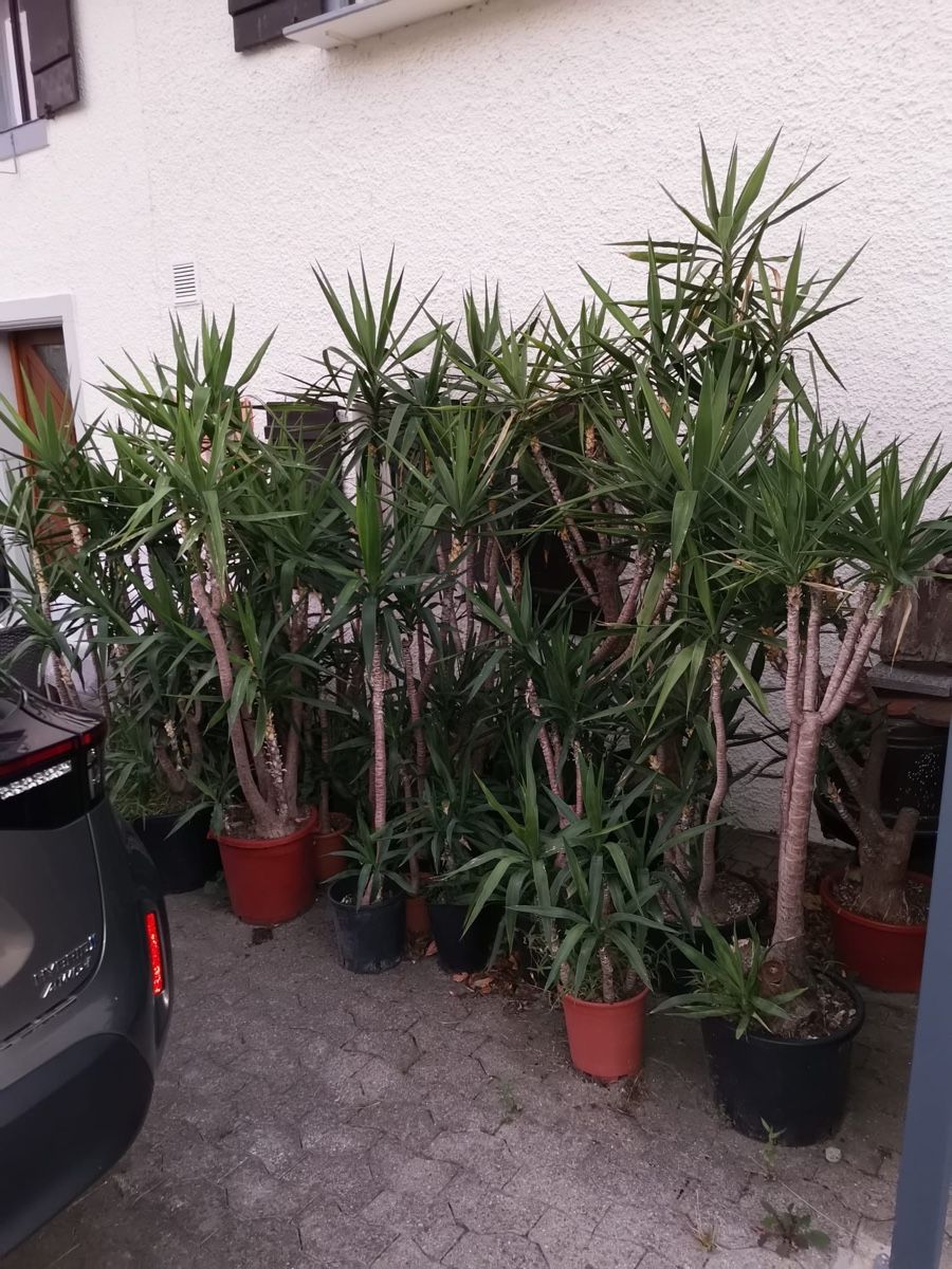 Piante & sementi: Yucca Palmen Sammlung 35 Töpfe.  – Usato da Frauenfeld venduto da Hornusser26 1