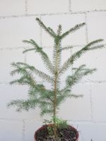 Rottanne im Topf, ca. 37 cm gross