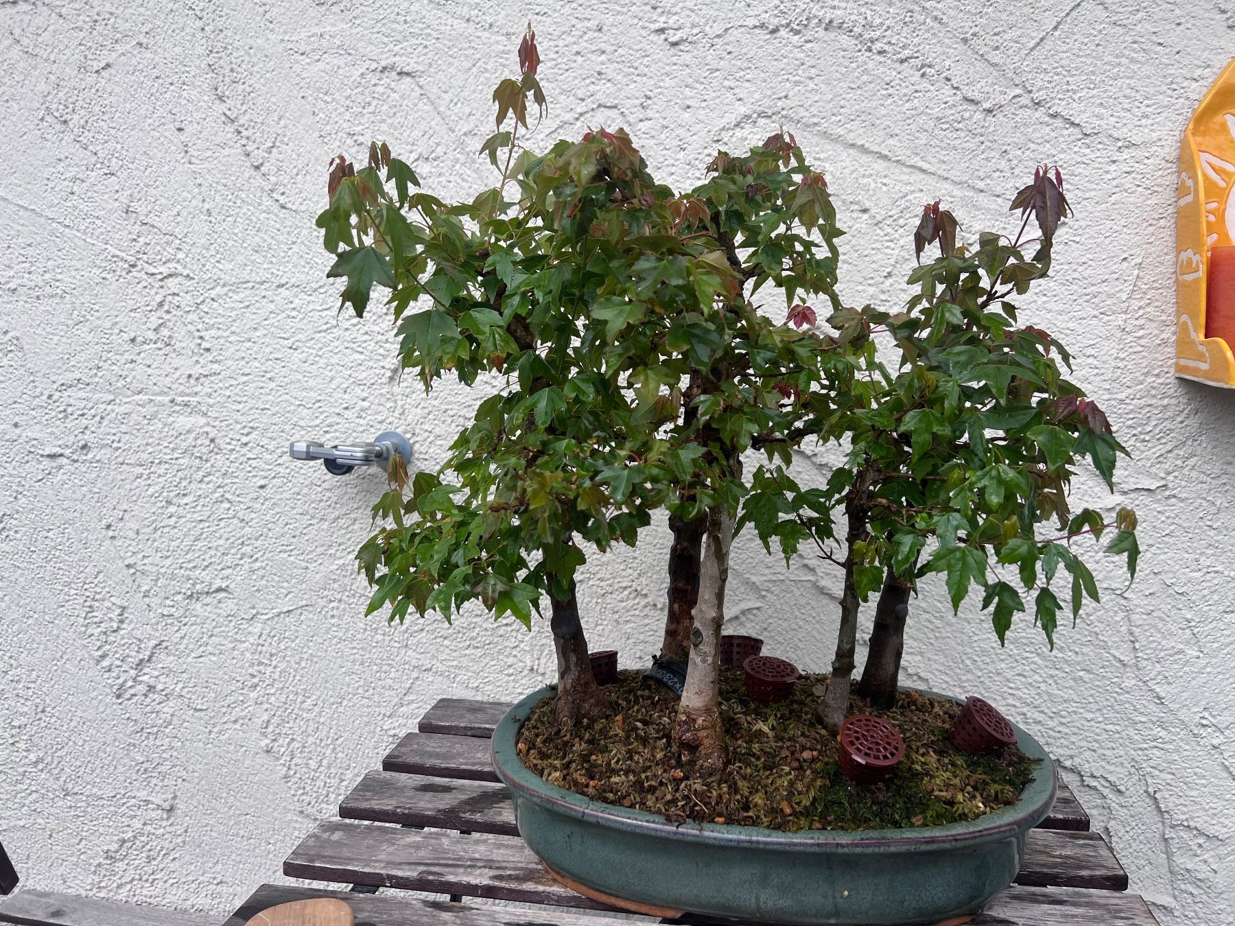 Piante & sementi: Acer Buergerianum / Trident Maple Bonsai Forest – Usato da Genève venduto da dan_tt69 2