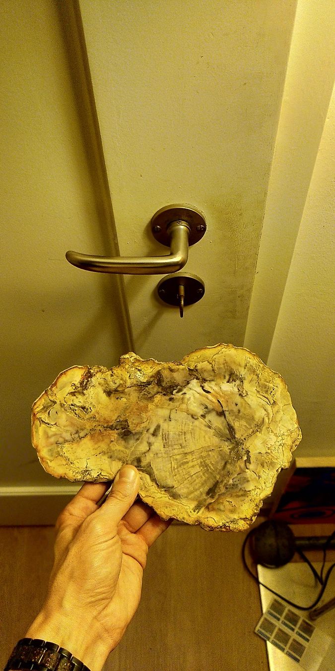 Minerali & Pietre curative: Wunderschöne Steinplatte von einem Versteinereten Baum – Usato da Zürich venduto da alessa88 3