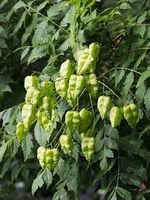 Rispiger Blasenbaum - Koelreuteria paniculata - 20 Samen