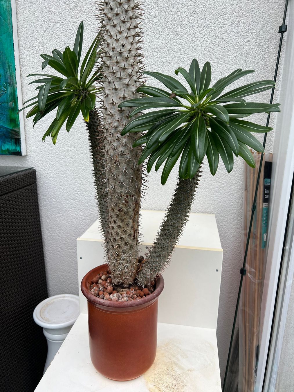 monstera deliciosa kaufen groß Monstera Deliciosa XXL, 120cm – vielgrün