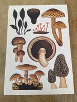 AK neu Illustration Pilz Royal Botanic Gardens Fungarium