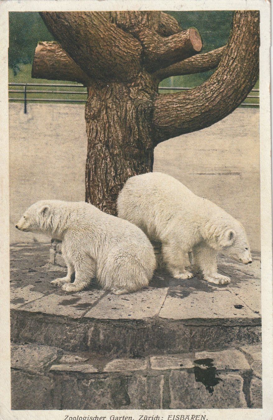 Cartoline postali: Zürich Zoo Eisbären – Usato da Rorschacherberg venduto da fratovi2
