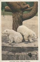 Zürich Zoo Eisbären