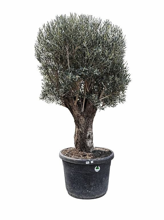 Pflanzen & Samen: Olivenbaum "Olea Europea 15" – Neu und originalverpackt aus Zuckenriet von Thur_Plant