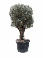 Olivenbaum "Olea Europea 15"