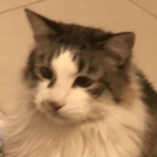 Profile image of paterlou