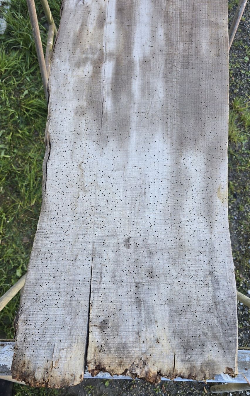 Articoli in legno: Altes Holzbrett – Usato da Rorschacherberg venduto da snOOpydOg11 1