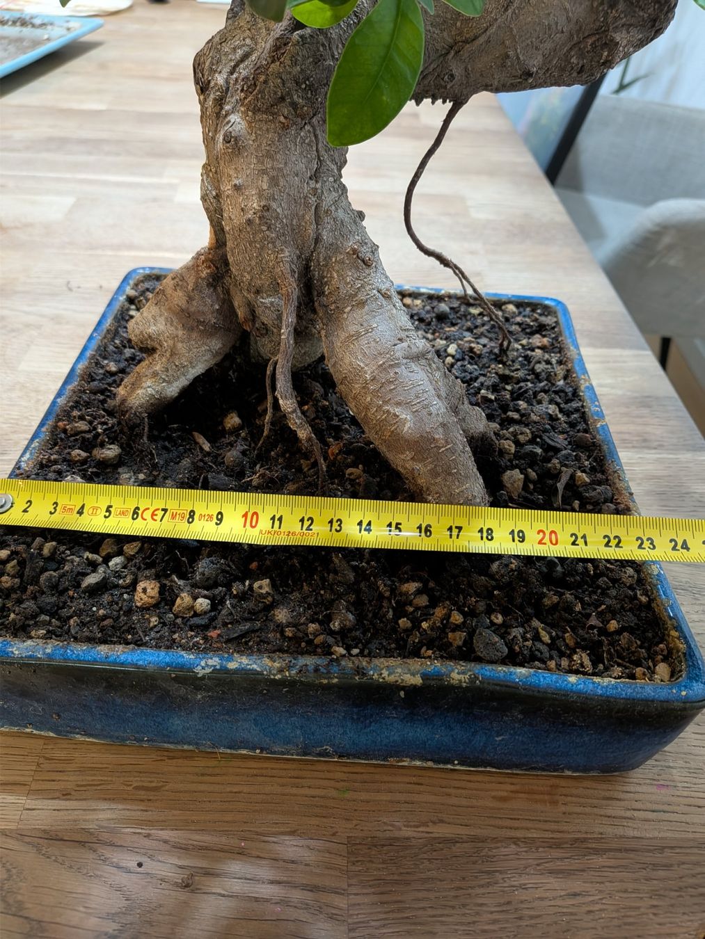 Plantes & graines: Ficus Bonsai – D'occasion à Bern par Hydrom 3
