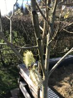 Weidenkätzchen Stammbaum ( Salix caprea )