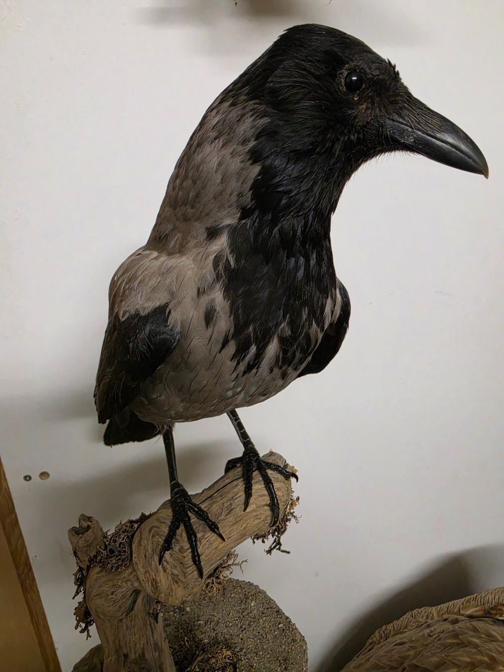 Il mondo degli animali: Präparat Nebelkrähe – Usato da Oberrindal venduto da Ketupu 1