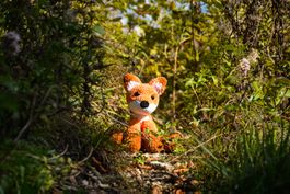 Gehälter Fuchs Welpe 