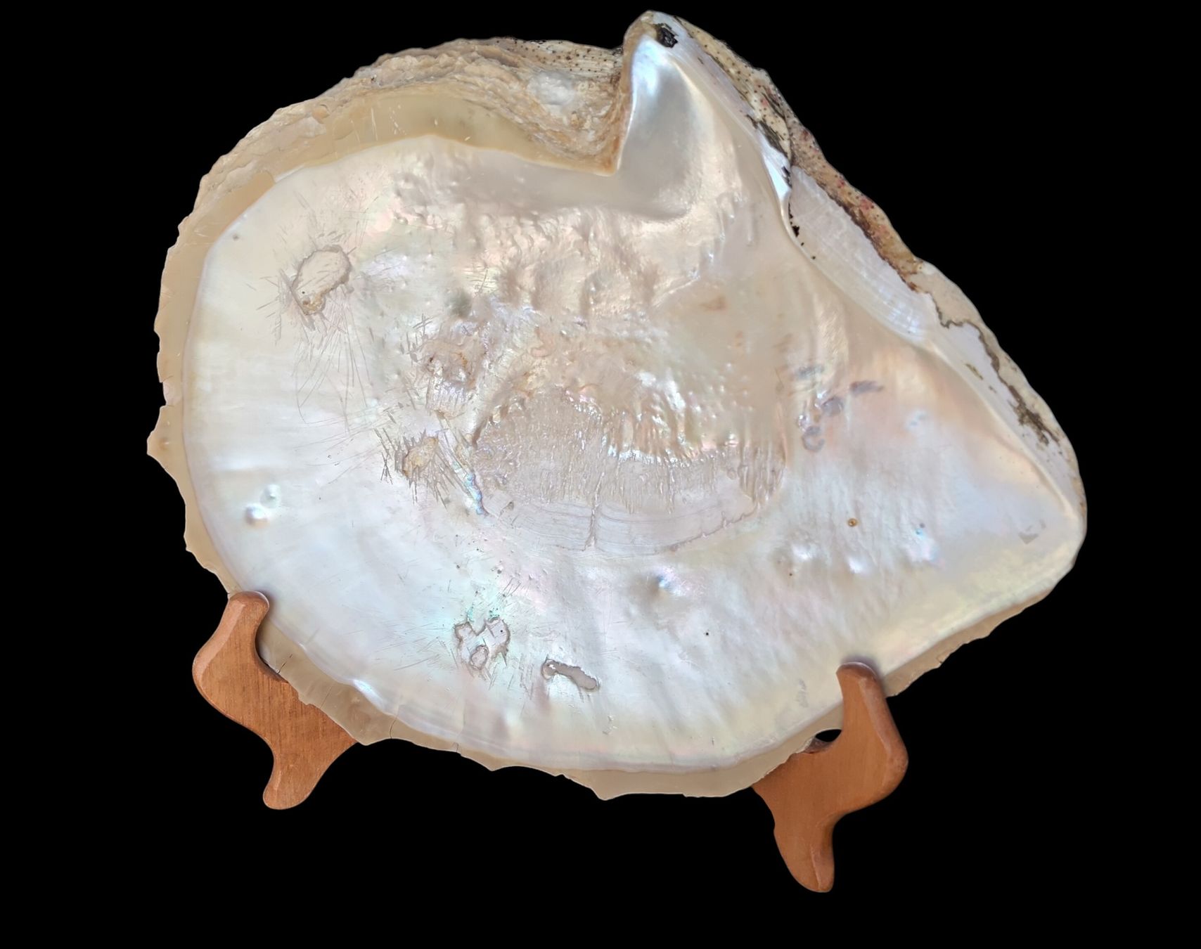 Fossili: Conchiglie di Ostrica Perlifera 2 – Nuovo (secondo la descrizione) da Lugano venduto da fbo_82wg 1