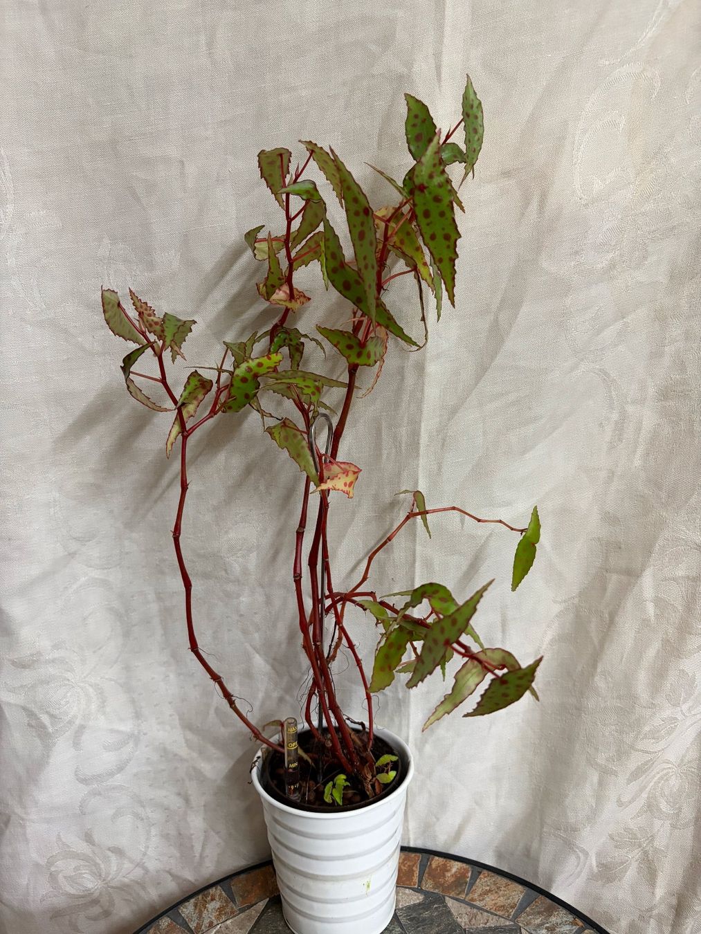 Plantes & graines: Begonia amphioxus – D'occasion à Winterthur par Aniger 1