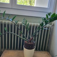 Zamioculcas Zamiifolia - Tolle Zimmerpflanze für Ihr Zuhause