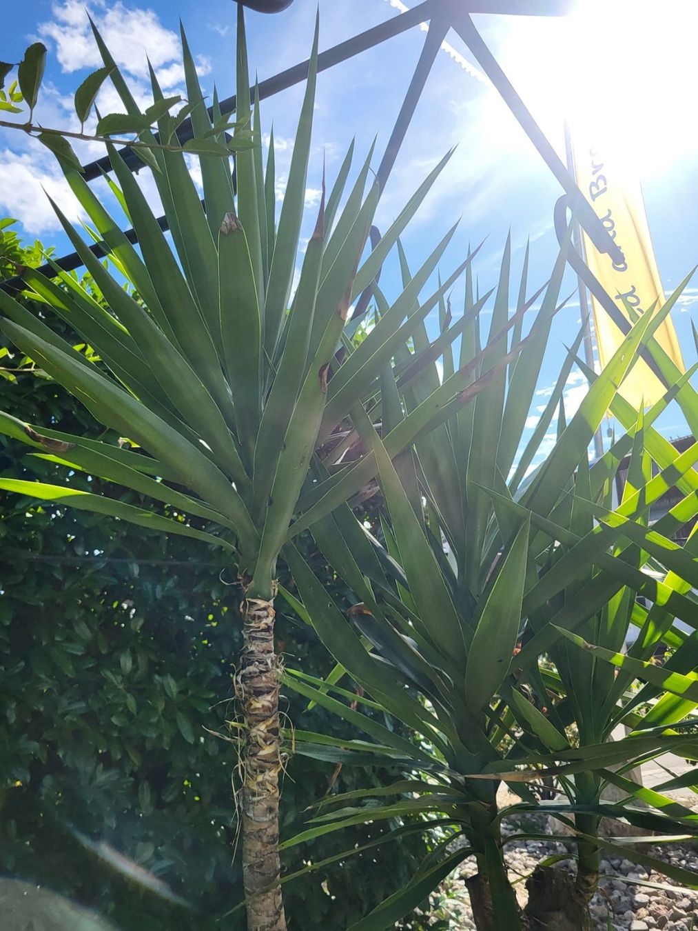 Pflanzen & Samen: Grosse Yuca Palme – Gebraucht aus Unterkulm von siro5726 1