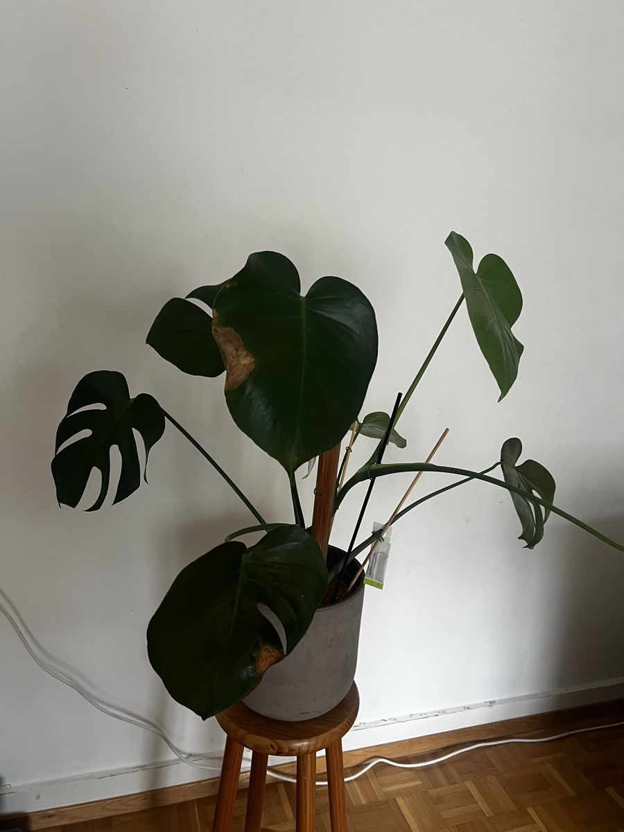 Pflanzen & Samen: Grosse Monstera – Gebraucht aus Basel von sar_cp8n 1