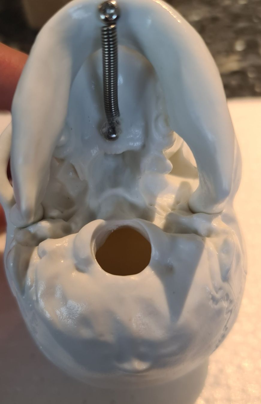 Kit di modellismo & Modellini statici: Schädel Menschlichen Anatomischen Modell – Nuovo e nell'imballaggio originale da Uerkheim venduto da Kaufoption 4