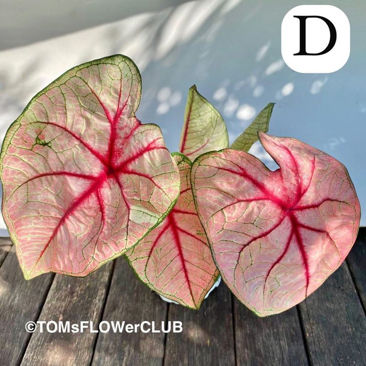 Caladium Knollen Kaufen