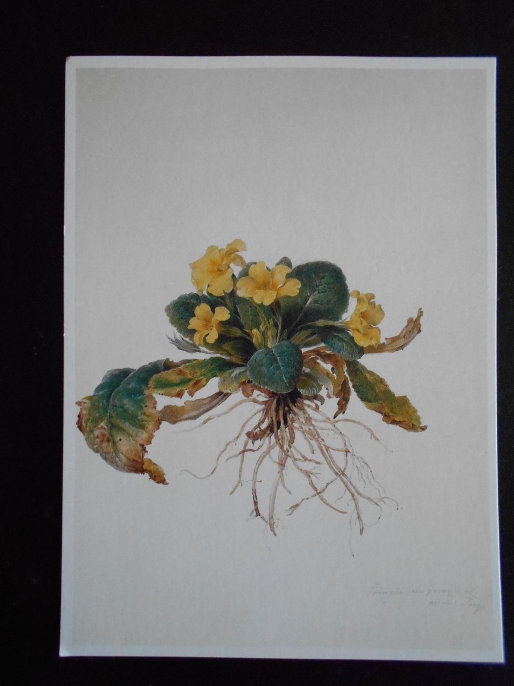 Cartoline postali: Albrecht Dürer 13 Kunstkarten 7 Motive – Nuovo (secondo la descrizione) da Hünibach venduto da vielesachen 1