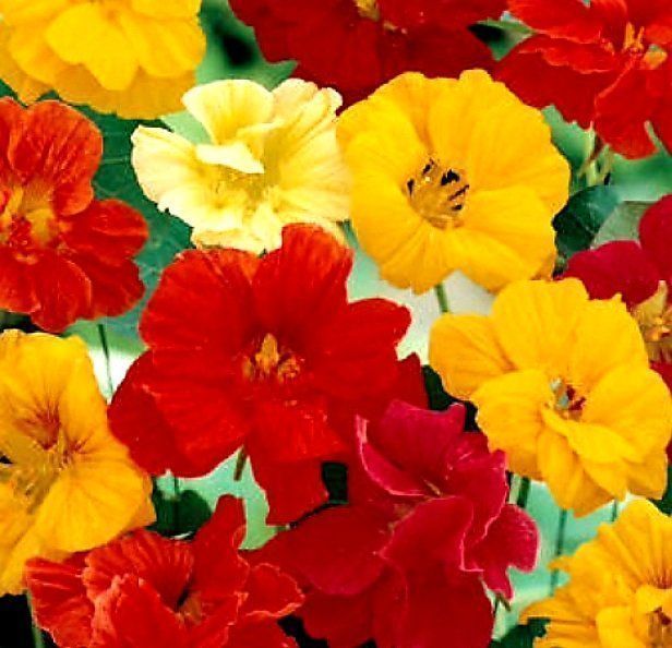 10 Samen Kapuzinerkresse MIX “TROPOAEOLUM MAJUS” 10 Graines Kaufen