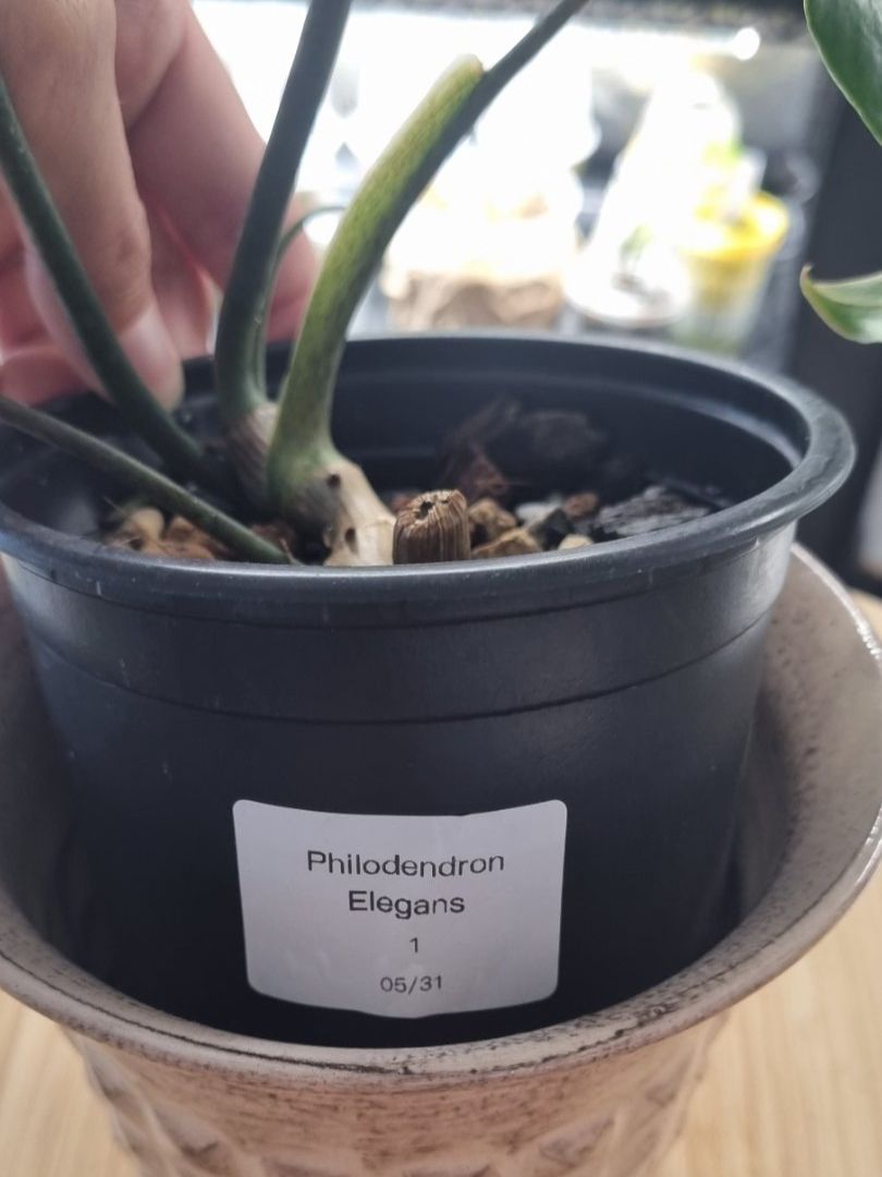 Pflanzen & Samen: 🌿Philodendron Elegans - Größe S-M – Neu und originalverpackt aus Wallenwil von LadyLeaf_Ellis1 2