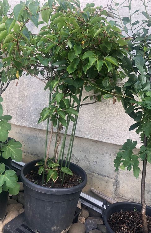 Kiwi Baum Garten Pflanze Blumen Kaufen auf Ricardo