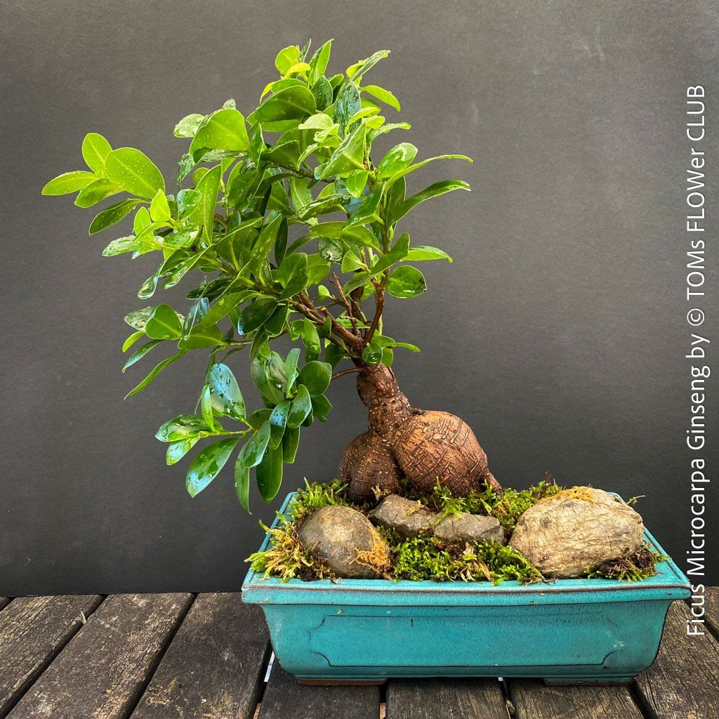 Piante & sementi: Ficus Microcarpa Ginseng - Bonsai-Form – Nuovo e nell'imballaggio originale da Adliswil venduto da astom369 1