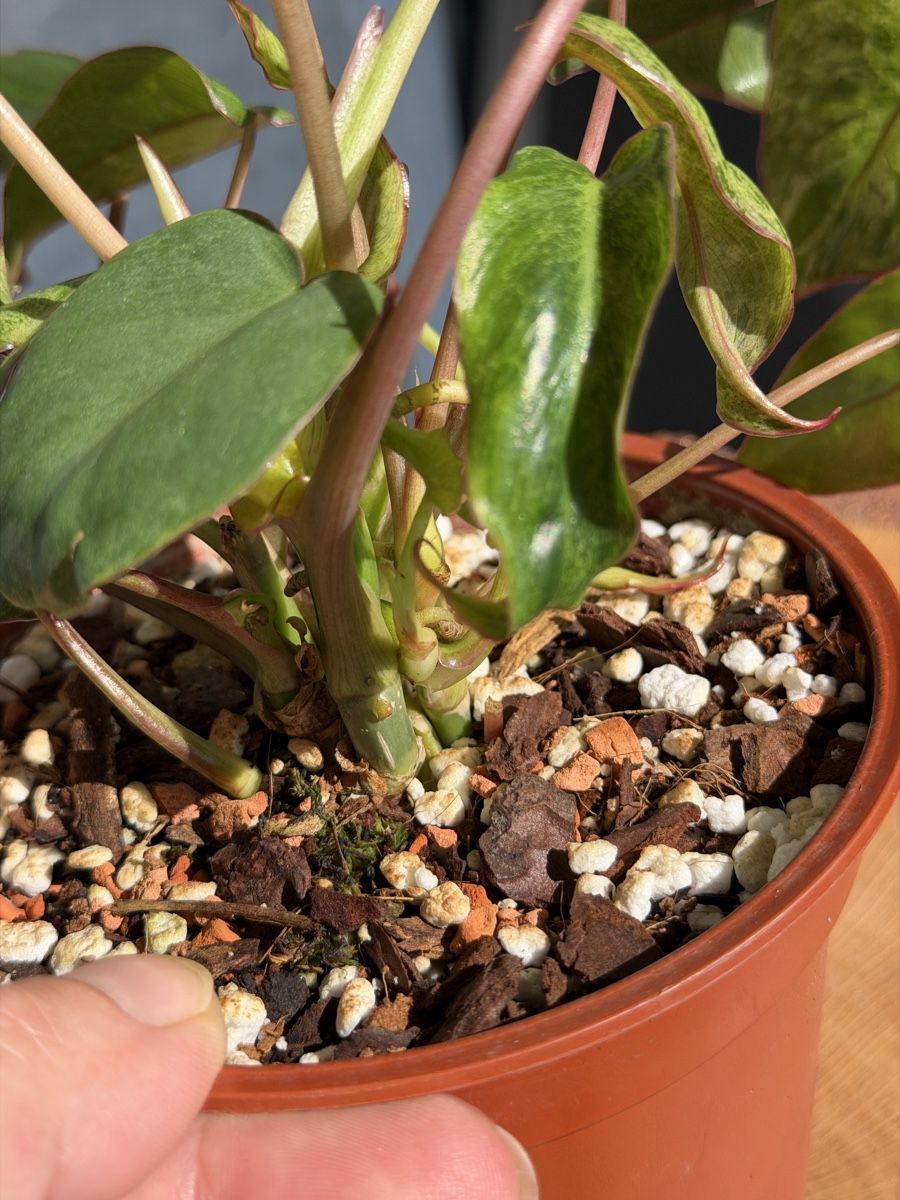 Piante & sementi: Philodendron Paraiso Verde – Nuovo (secondo la descrizione) da Buchrain venduto da Stetoscop 1
