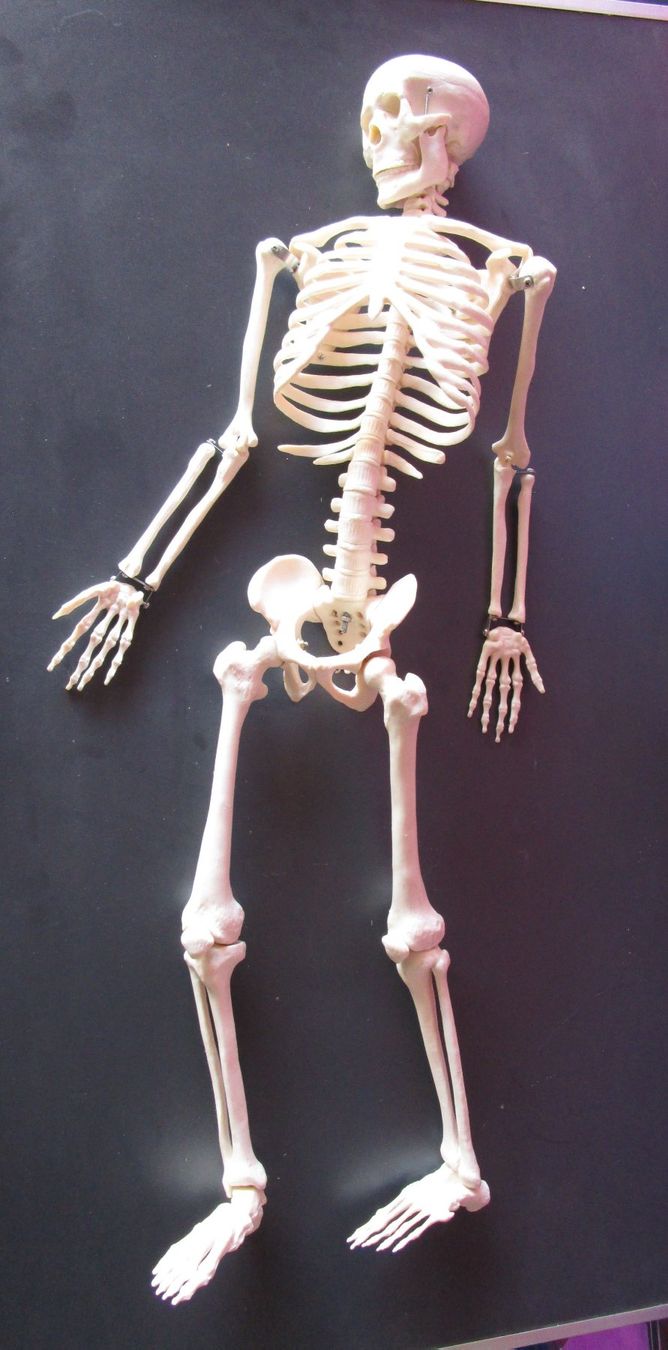 Tutte le decorazioni: 4 Skelette  83cm  Deko Halloween – Usato da Ermatingen venduto da Kobold007 1