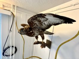 Präparat Mäusebussard Greifvogel