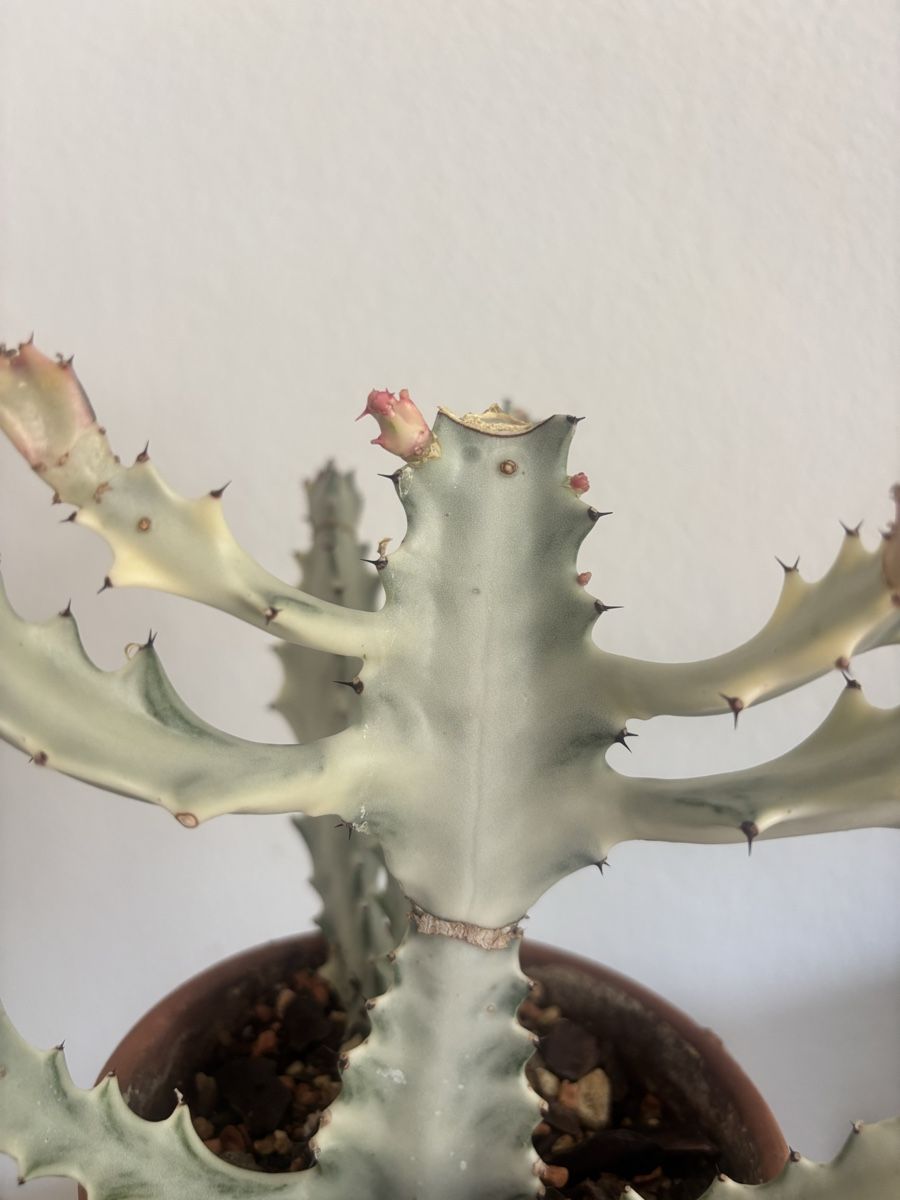 Piante & sementi: Euphorbia lactea white ghost ableger – Usato da olten venduto da momo2417 4