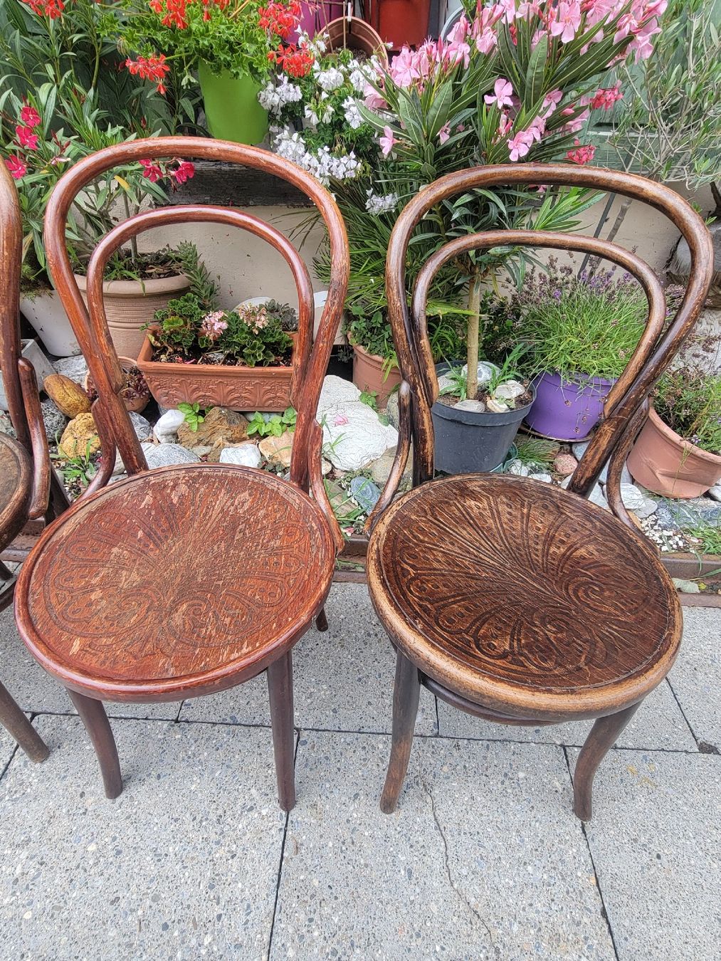 Chaises: 4 Bugholzstühle antik – D'occasion à Sils im Domleschg par platin01 7