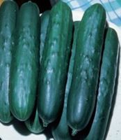 15 samen von KONSA Gurke + Anweisungen zum Keimen & Pflegen