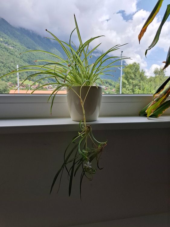 Grnlilie Samen - 200 Stck Chlorophytum Comosum Zimmerbonsai, Exotische  Zimmerpflanzen Fr Garten & Balkon Chlorophytum Comosum Samen