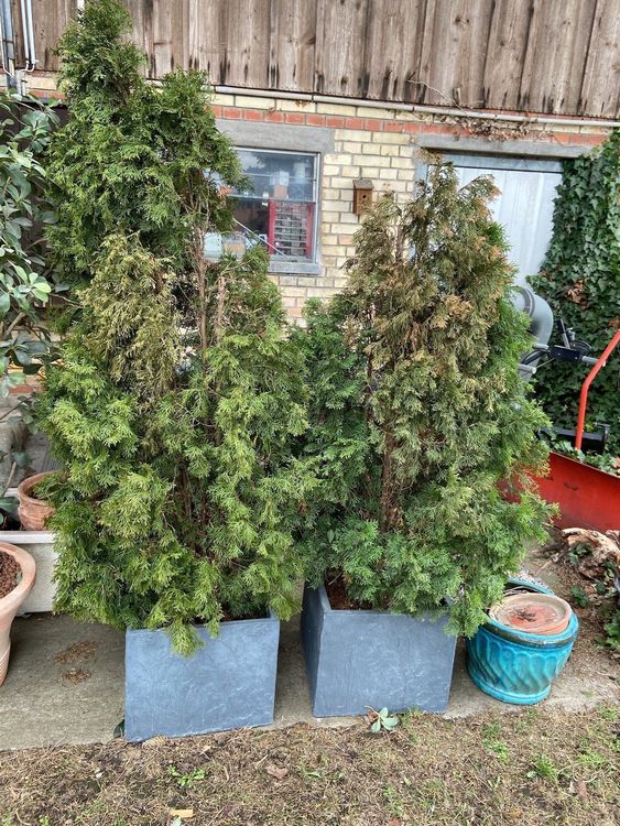 2 Kübel Thuja occidentalis Smaragd!! Kaufen auf Ricardo