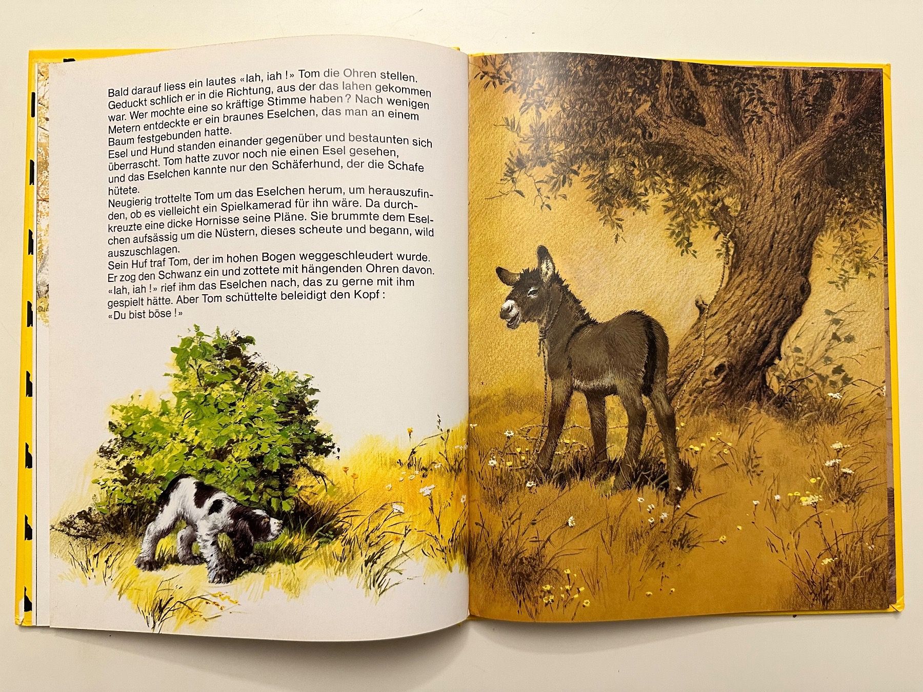 Libri: TOM das herrenlose Hündchen  - Hardcover – Usato da Münsingen venduto da Ganjam 6