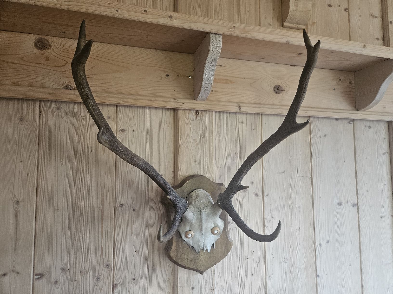 Altre raccolte & rarità: Hirschgeweih Trophäe auf Holzschild – Usato da Zürich venduto da Pazzenreich