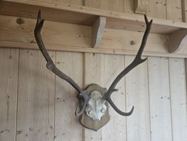 Hirschgeweih Trophäe auf Holzschild