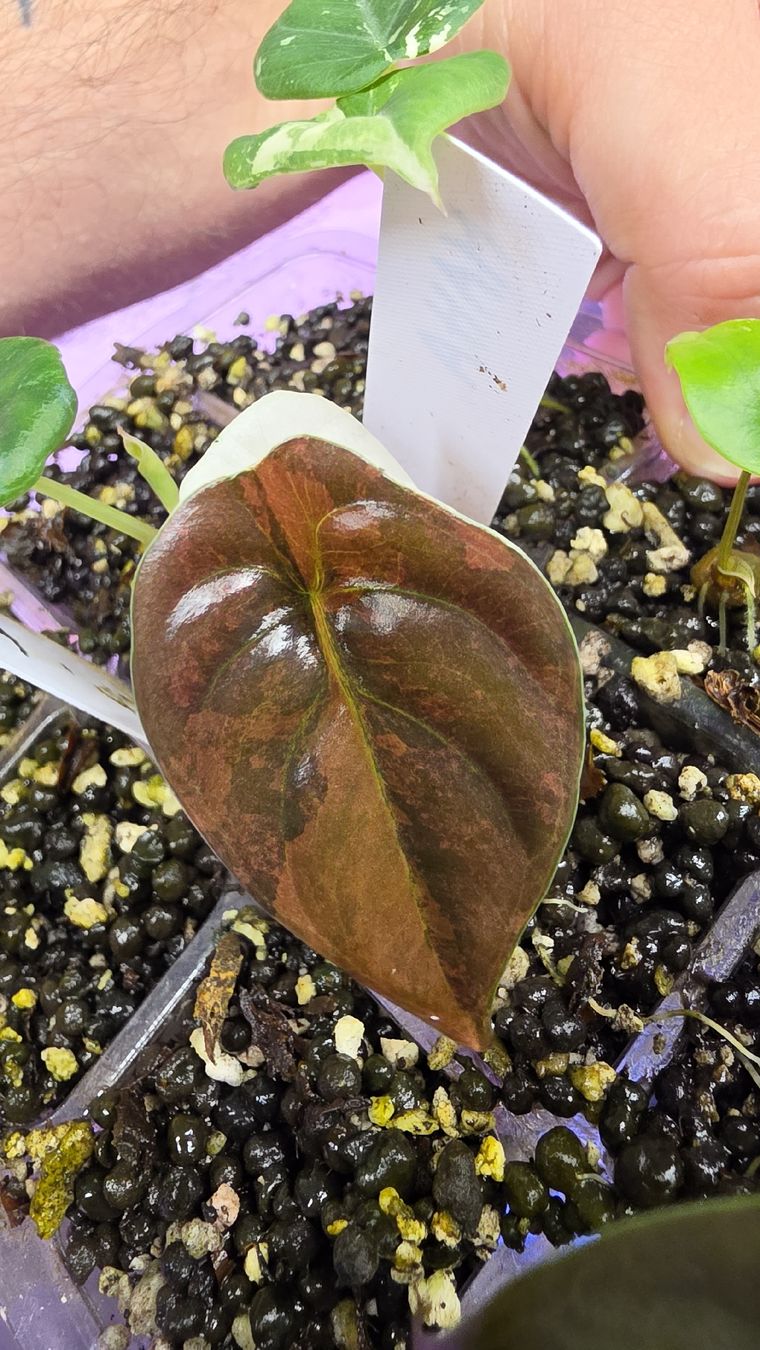 Pflanzen & Samen: Alocasia Cuprea latte peach variegata  – Neu (gemäss Beschreibung) aus Märstetten von PatGomes