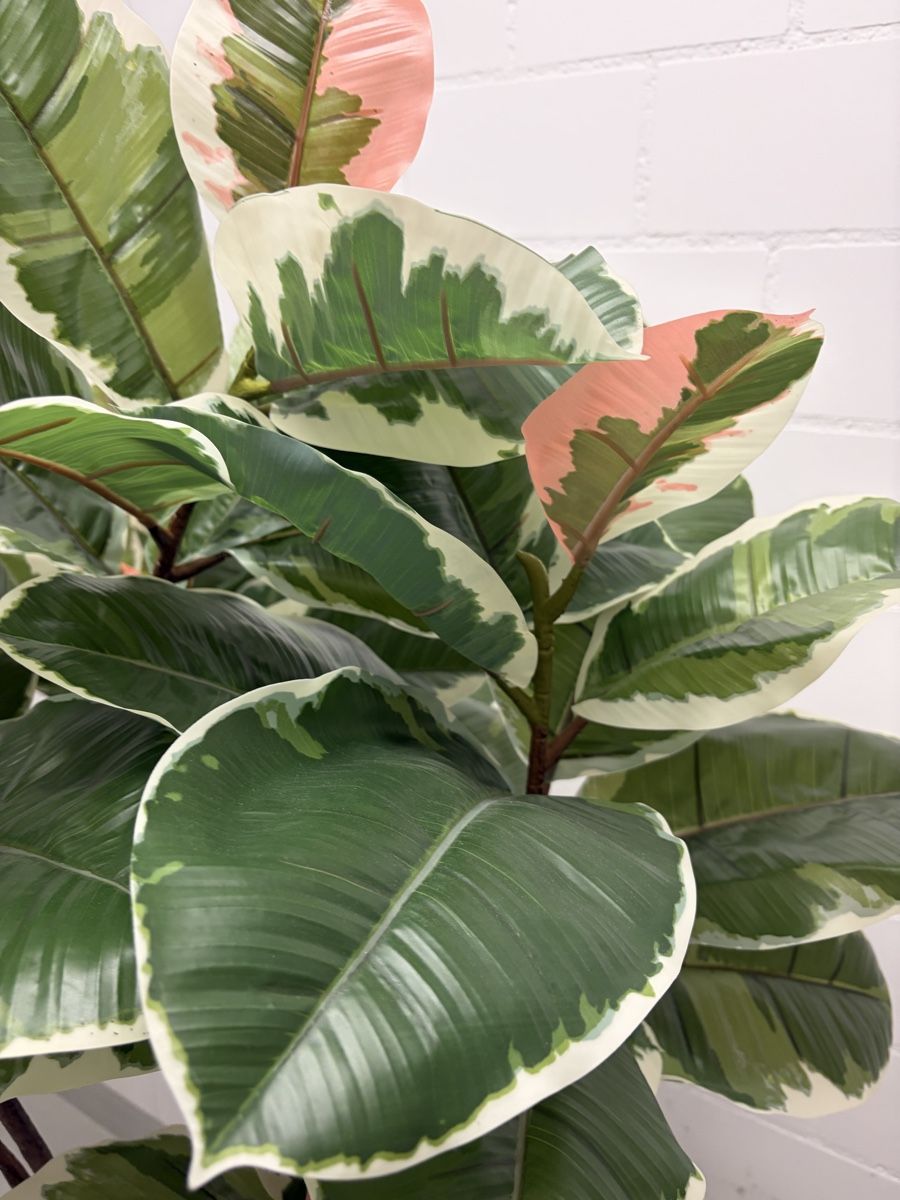 Piante & sementi: Kunstpflanze von Ikea (Ficus) – Usato da Schöfflisdorf venduto da cristinamitc 2