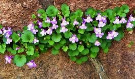 Kenilworth-Efeu Samen (Cymbalaria muralis) 100 Samen