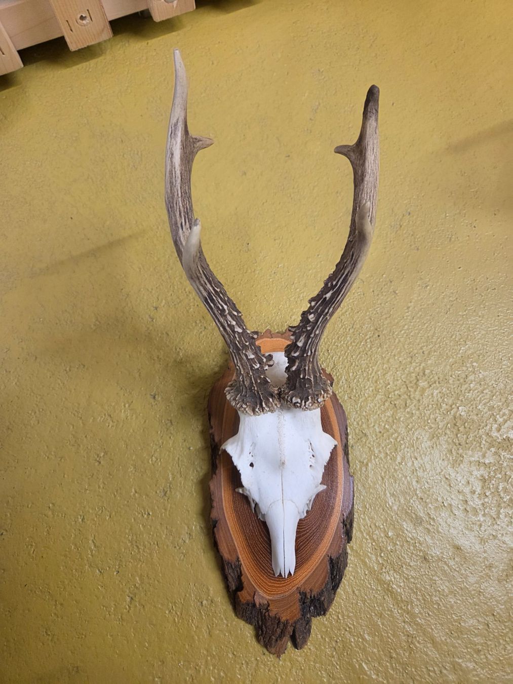 Autres collections & raretés: Rehbock Trophäe aus Bündner Jagd – D'occasion à Chur par Liv8 1