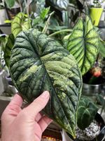 Alocasia Dragon Scale Variegata rhizome 🪴🌱