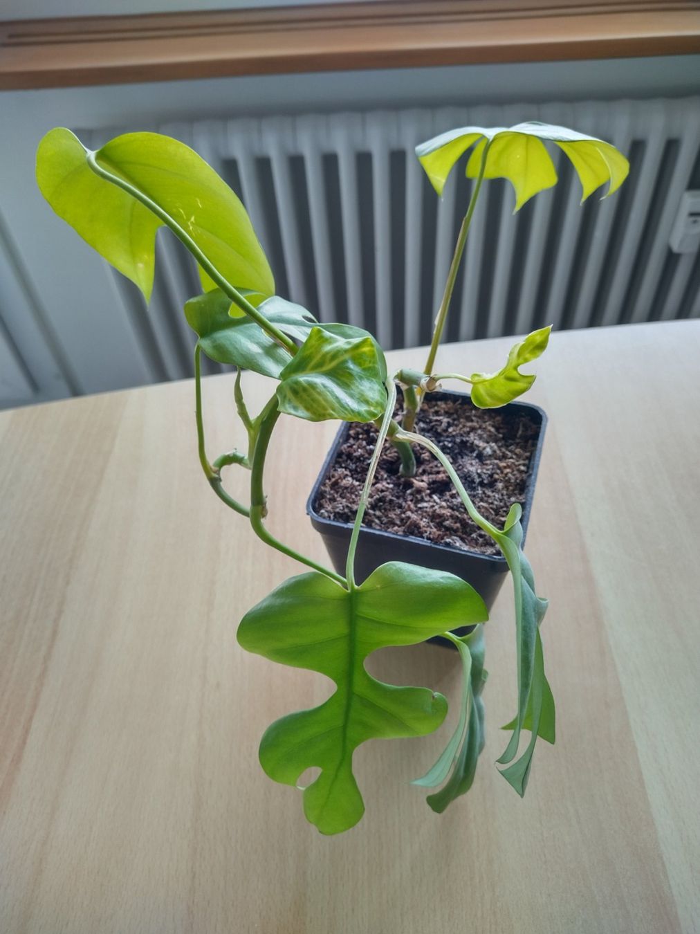 Piante & sementi: Monstera Zimmerpflanze – Usato da Jona venduto da Argus36 2