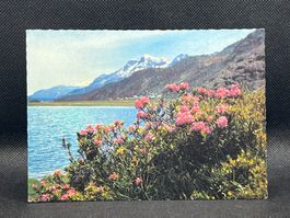 Alpenrosen am Silsersee