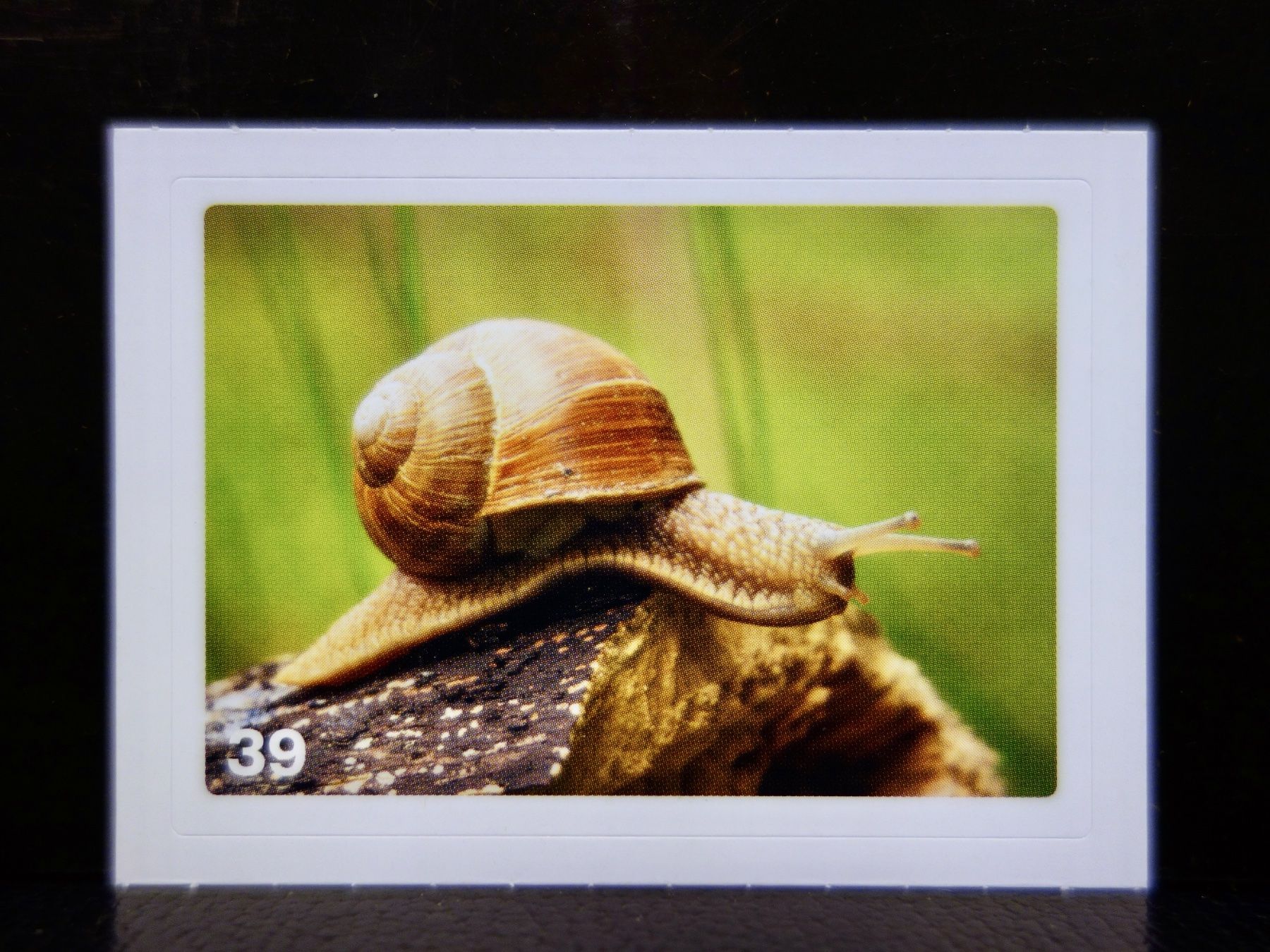 Migros Sammelbilder & Trading cards: MIGROS MANIA Nature Detectives Nr. 39 – Neu und originalverpackt aus Kerzers von djstarsky73