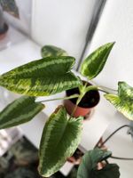 Schismatoglottis Wallichii Variegated
