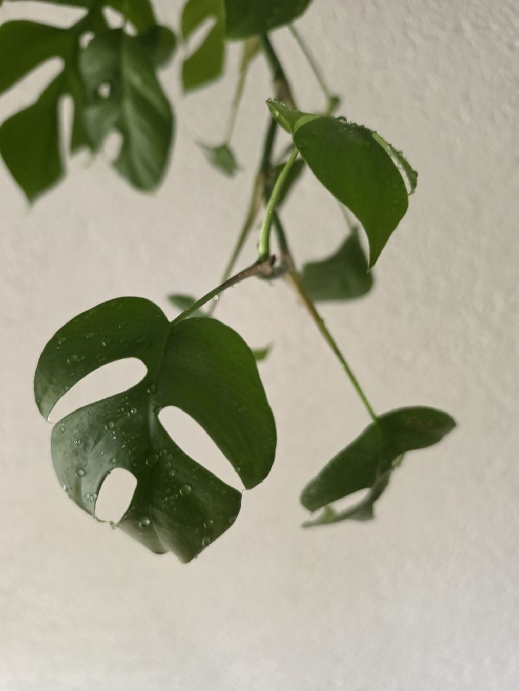 Piante & sementi: Monstera minima – Usato da Jegenstorf venduto da matrix2012 1